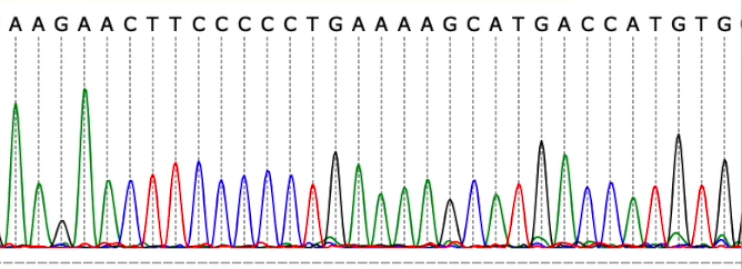 Результаты секвенирования ДНК