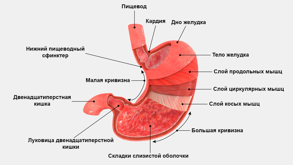 Человеческий желудок