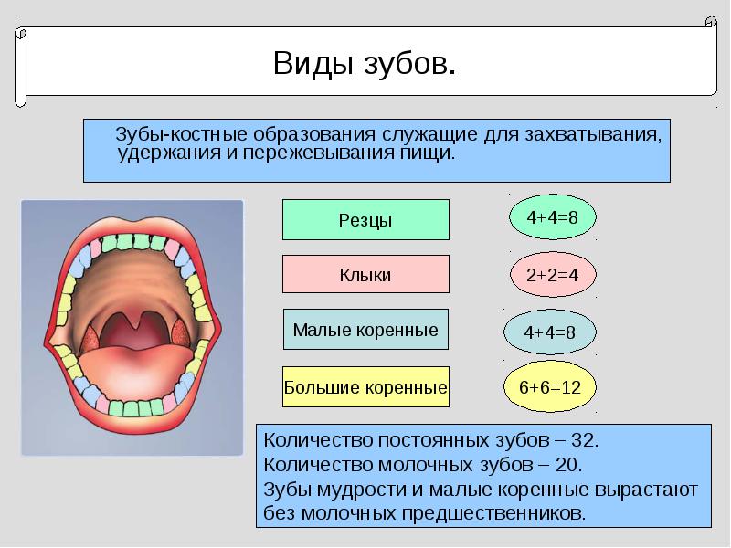 Виды зубов человека