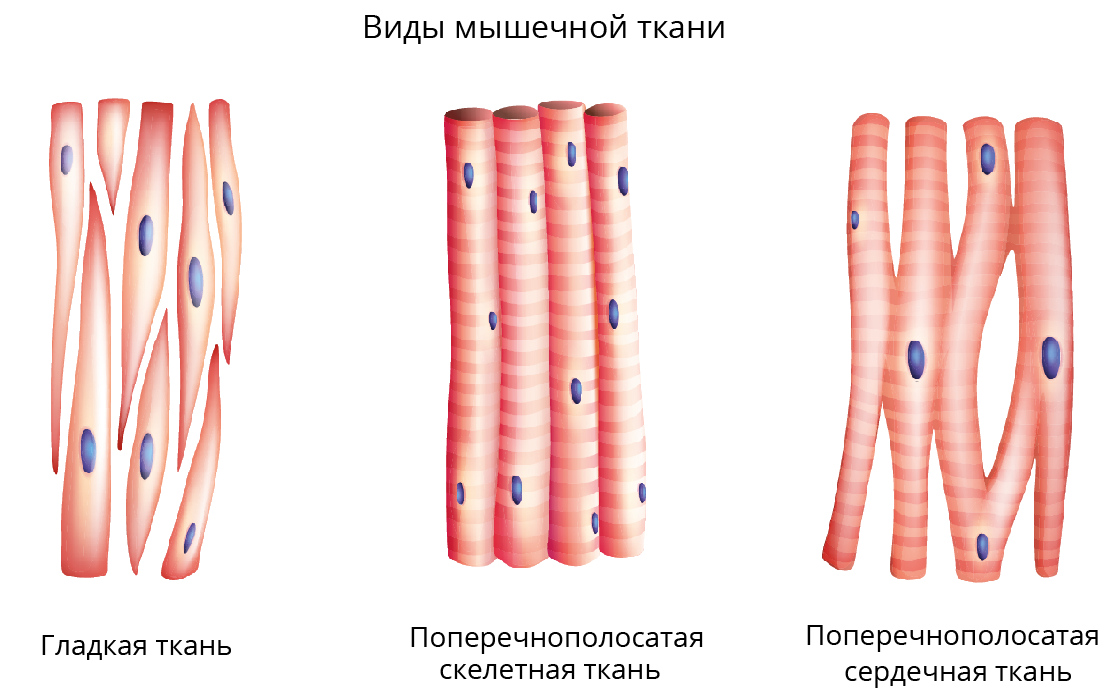 Виды мышечных тканей