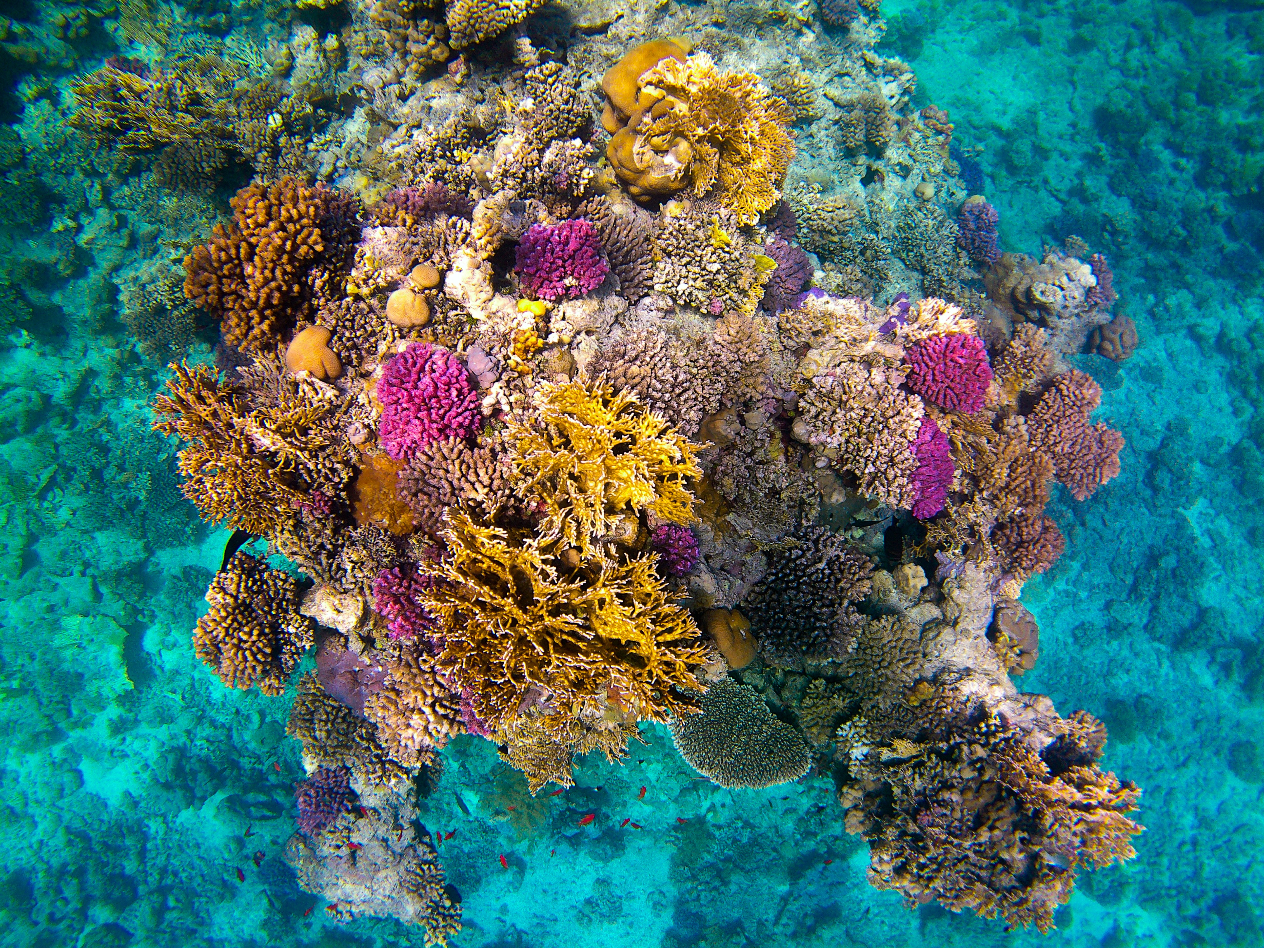 Кораллы