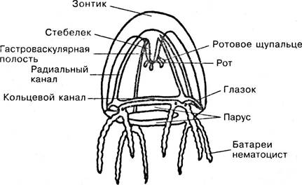 Строение медузы